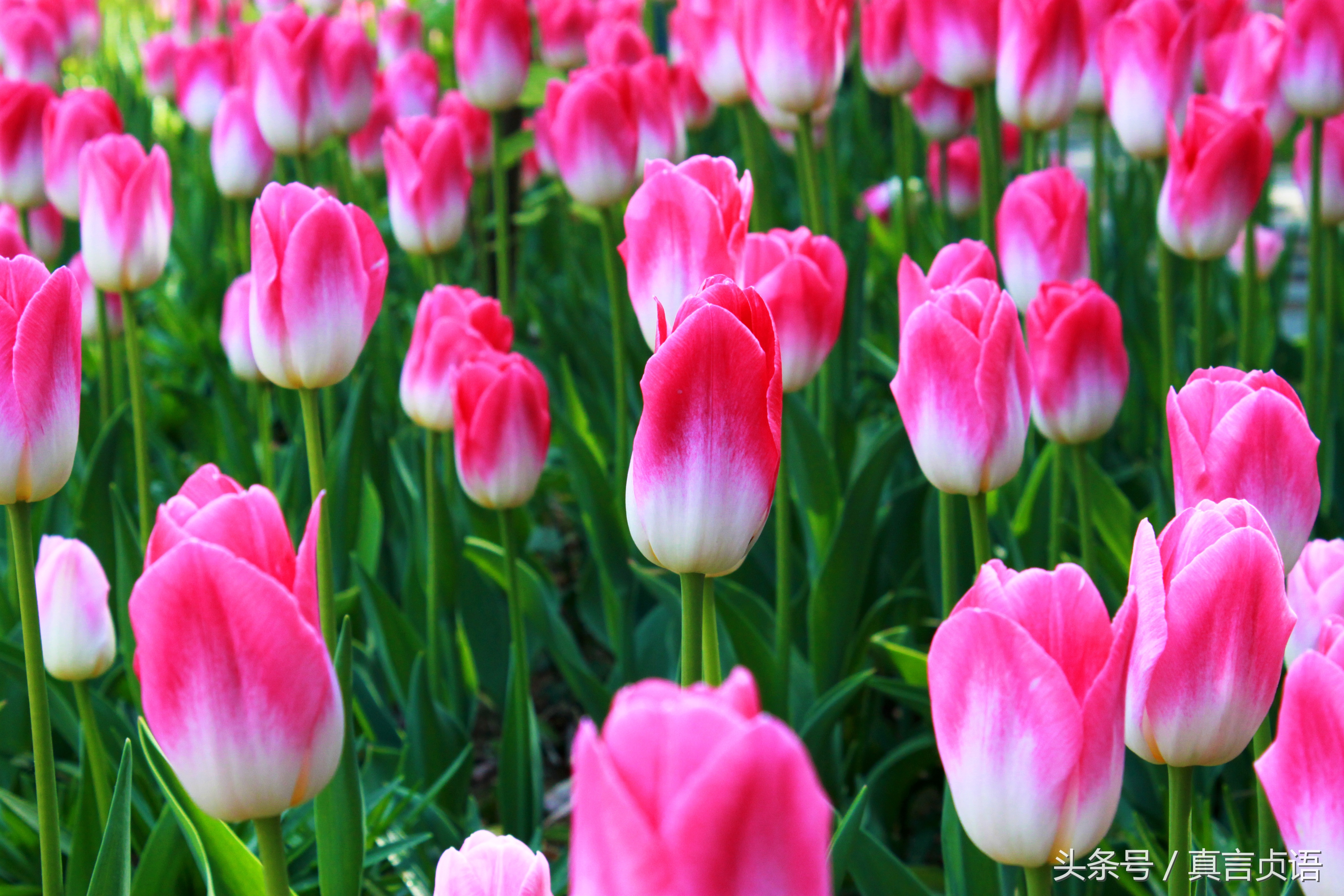 周铁再原创小说：单身女人第四章