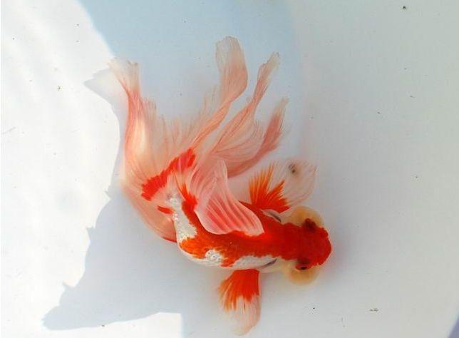 清朝正白旗旗人金鱼养殖心经:《虫鱼雅集》(下)