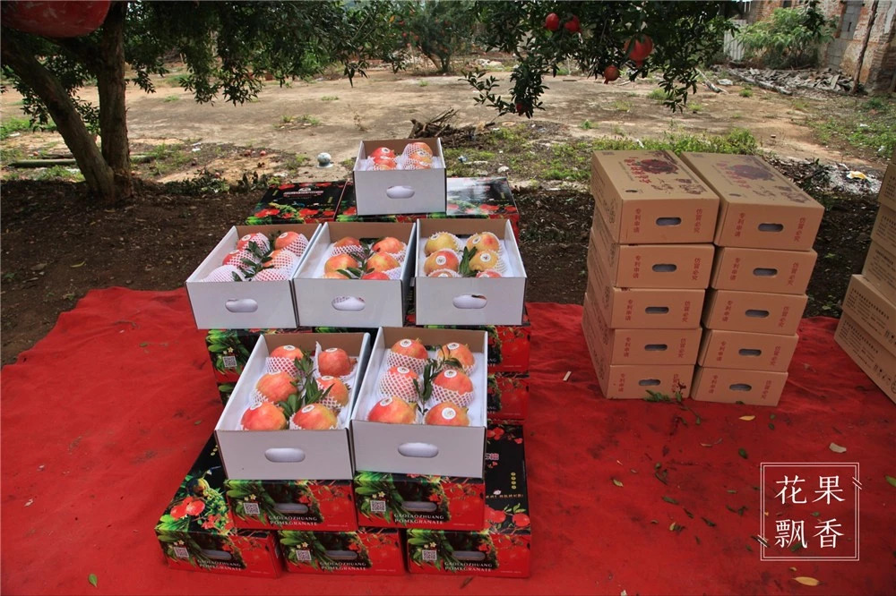 热门产业伤心事：软籽石榴的价格居然会低到2.5元一斤