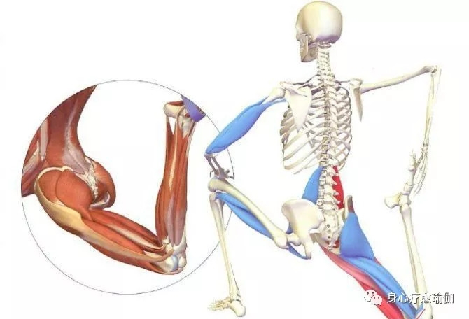 瑜伽青蛙趴可以改善骨盆前倾吗,做骨盆前倾的瑜伽会有什么影响