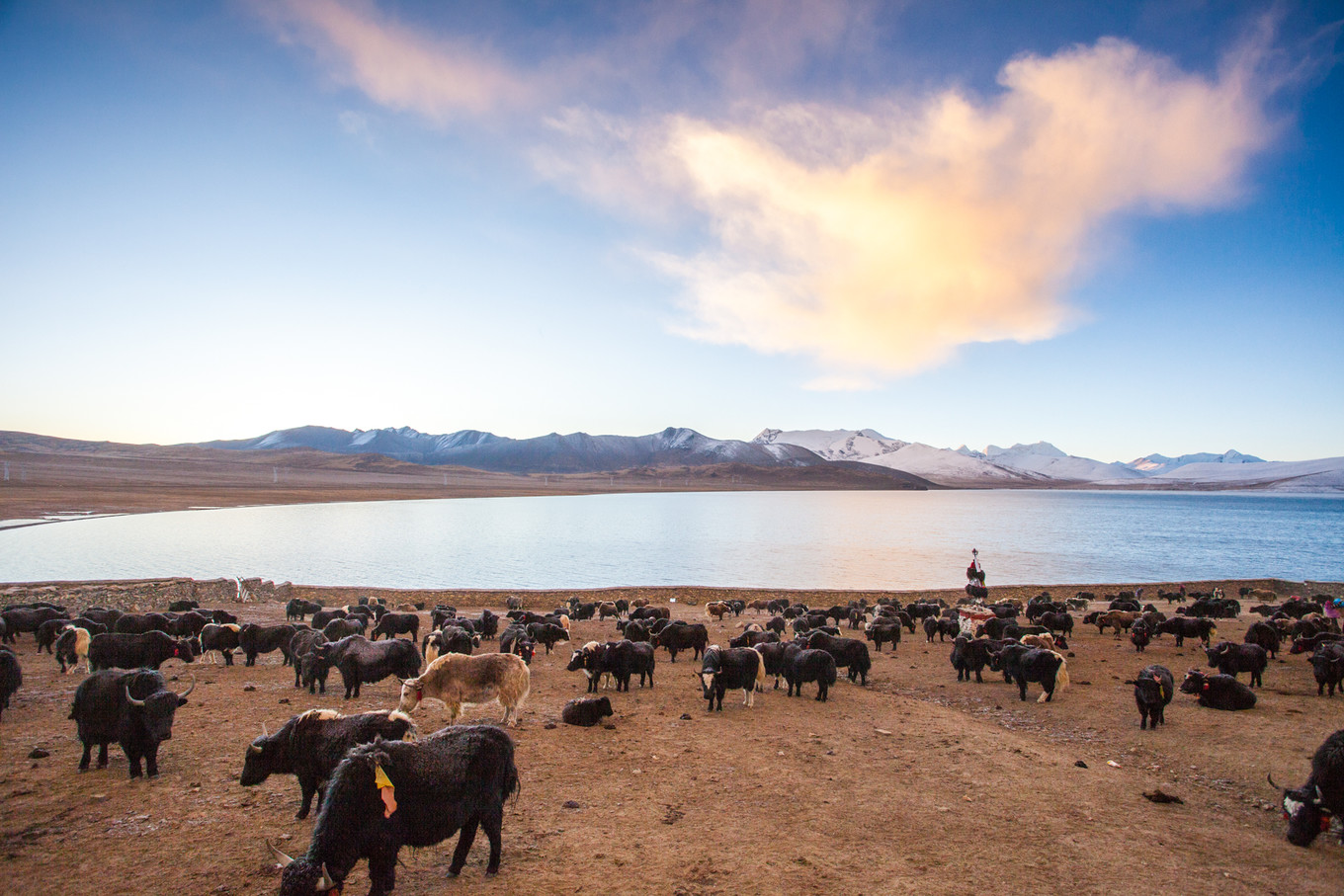 *藏西**一场阔别已久的重逢