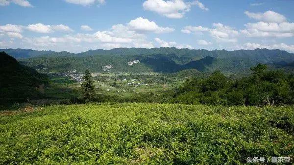 张家界神茶是什么茶,张家界神茶哪里最好