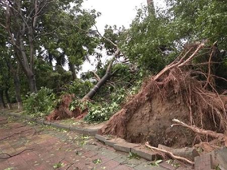 “山竹”来临东莞，倒拔树木，工厂停产……