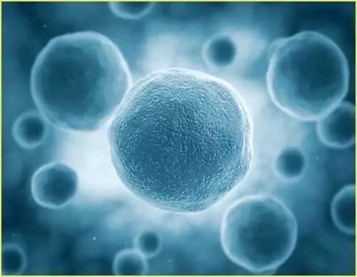 海拉细胞永生人现状,海拉细胞可以使人类永生吗