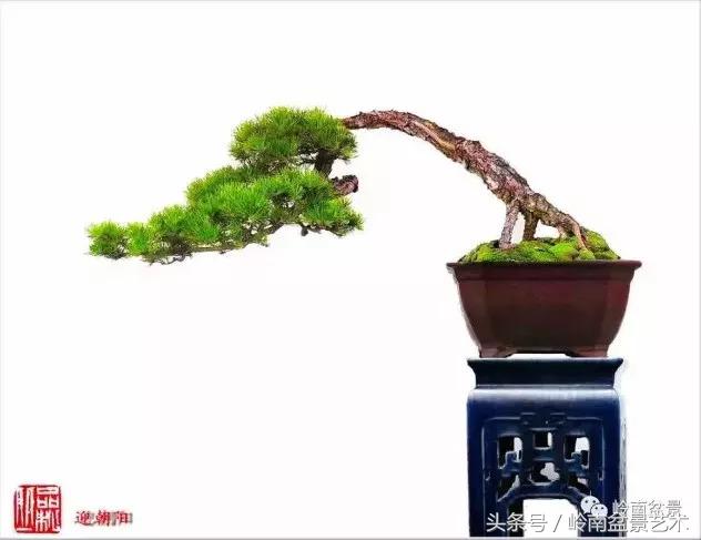 云中松——仰观天宇，俯察尘寰