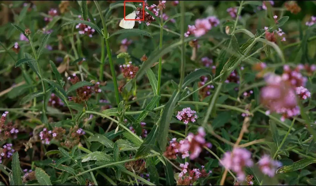 转接环如同原生操控性基因强大佳能EOSR初步评测