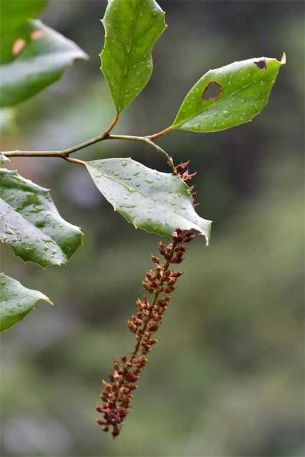 植物调查心得体会,考察植物种类实践活动心得体会