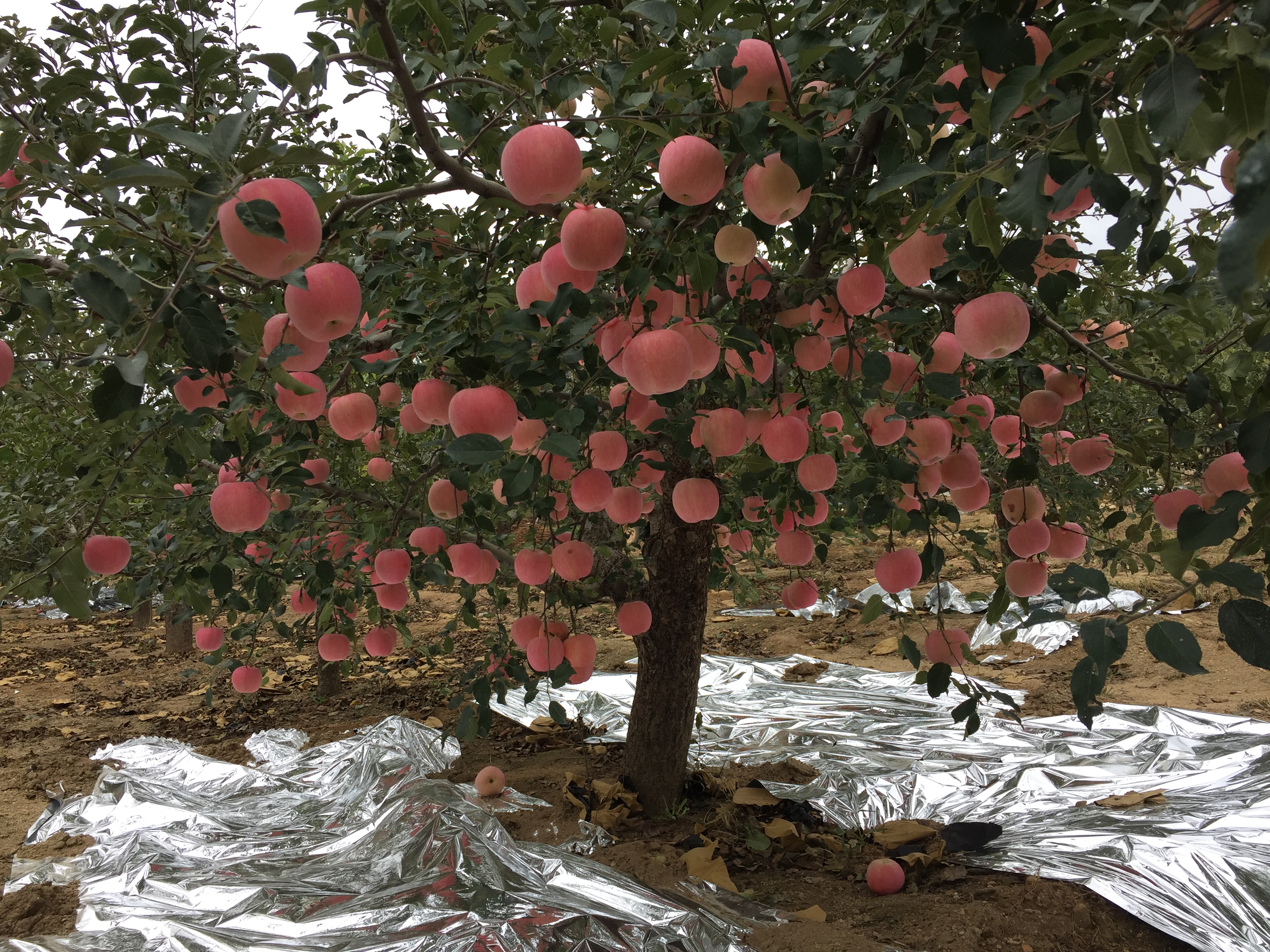 正宗烟台红富士是什么样的,怎么买到正宗的烟台红富士