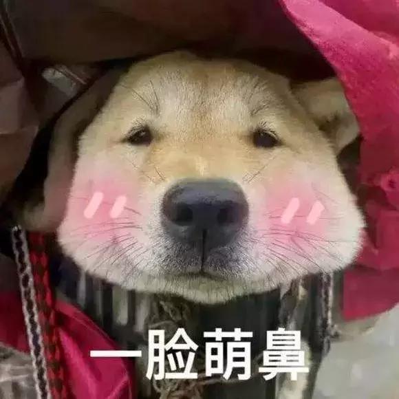 吐槽大会狗狗事件,吐槽大会泰迪犬