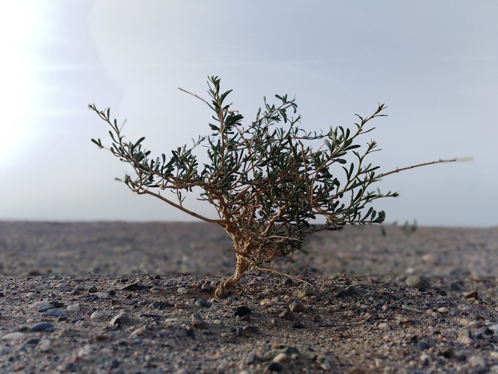 死亡并不可怕可怕的是被人遗忘,死亡可怕还是活着可怕