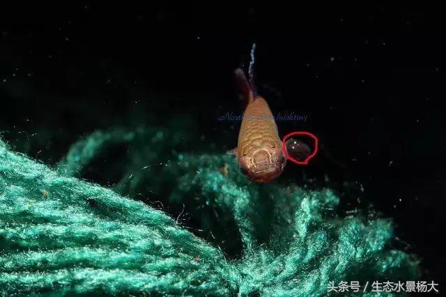 观赏鱼白点病严重吗,观赏鱼白点病一招解决