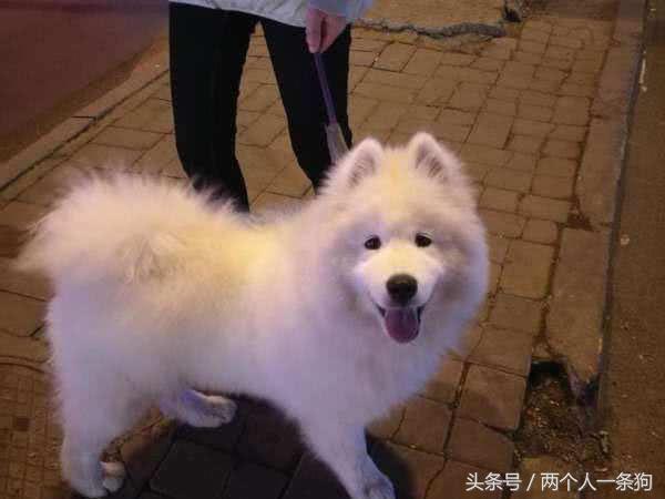 萨摩耶原来是干什么的,萨摩耶大型犬狗狗的行动代表什么