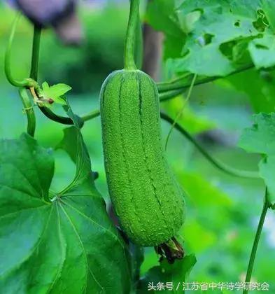 第三届童心里的诗篇征稿,第四届童心里的诗篇少儿诗会大赛