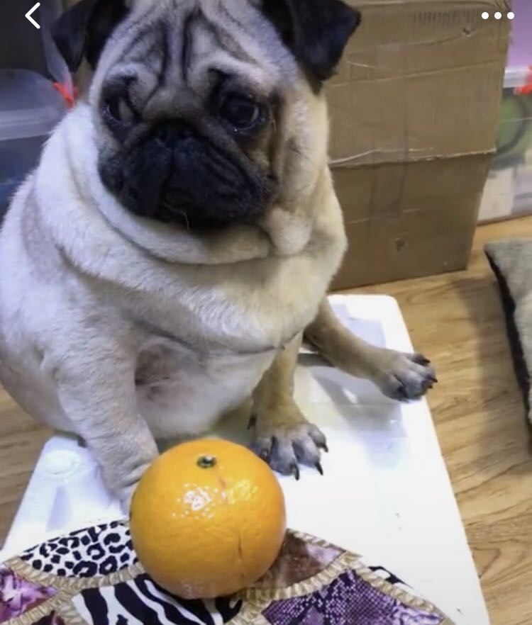 千万别给狗狗吃十种食物,千万别给狗狗吃五种食物