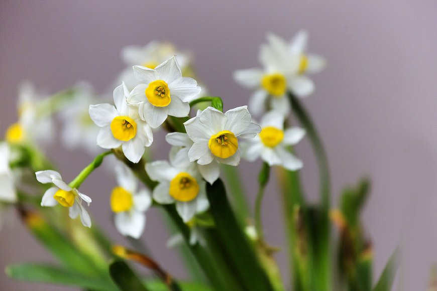 孕妇可养什么花防辐射,孕妇养什么花防辐射