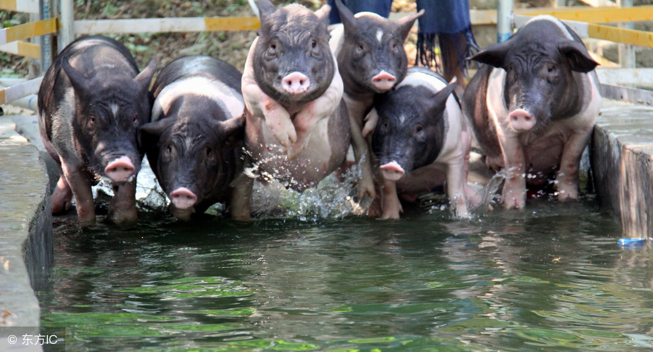 高热病猪怎么引起的,高热症病猪怎么治