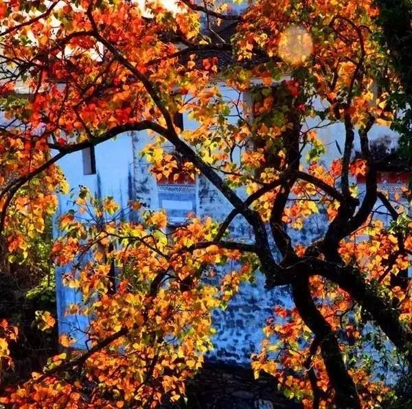 婺源10月,10-11月的婺源