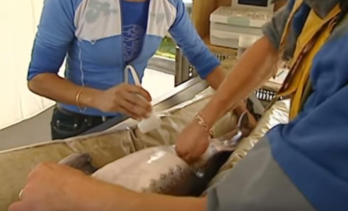 顶级鱼子酱美食,四大美食之一的鱼子酱