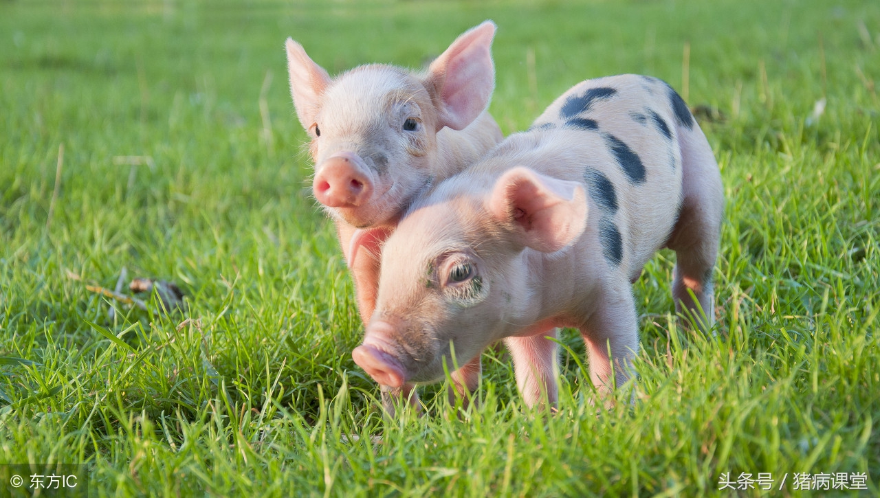 抗生素中毒的症状及表现,抗生素类药物中毒