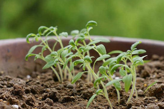 阳台种菜种小萝卜,阳台种菜自己种点豌豆尖