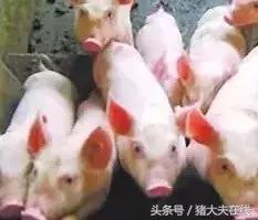 技术贴：猪传染性胸膜肺炎？不要慌，教你如何解决！