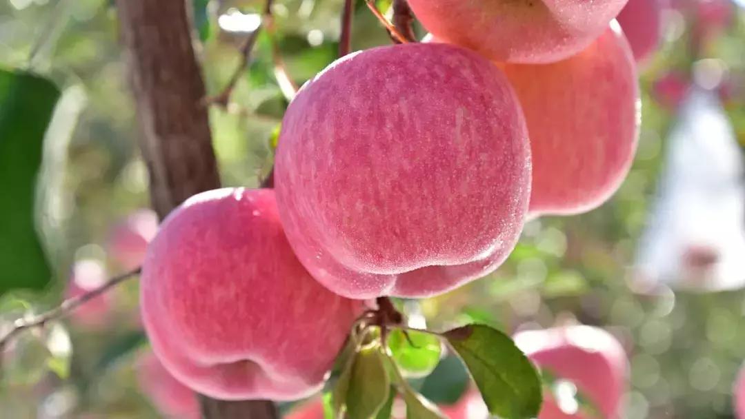 山东成功挺进全国八强,山东省挺进八强