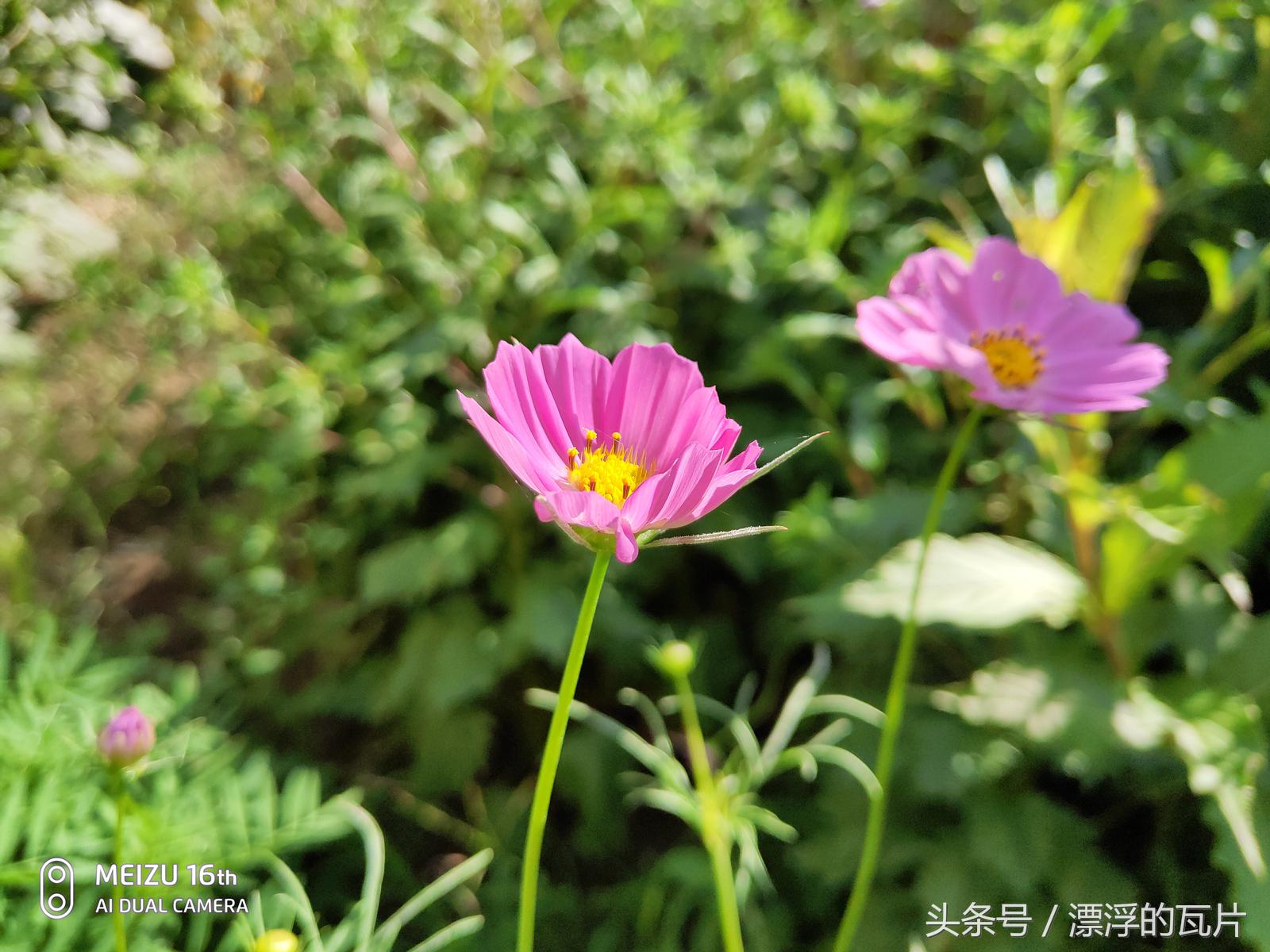 魅族16spro评测,魅族16评测蓝色字体