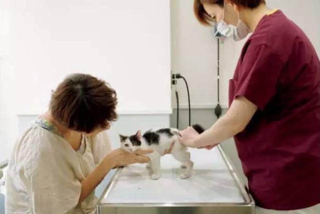 领养代替购买真的好吗,以领养的名义骗人买猫粮是否合法