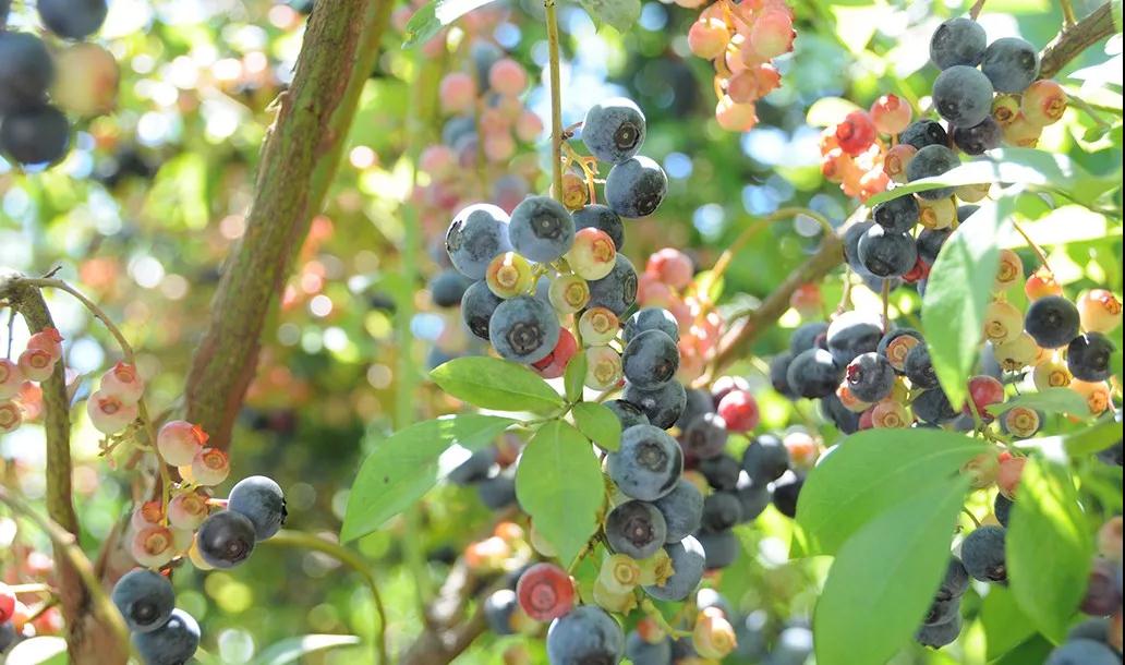 亲子牧场推荐,亲子牧场有哪些