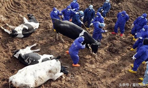 养牛跟我学第一篇第二章第二节