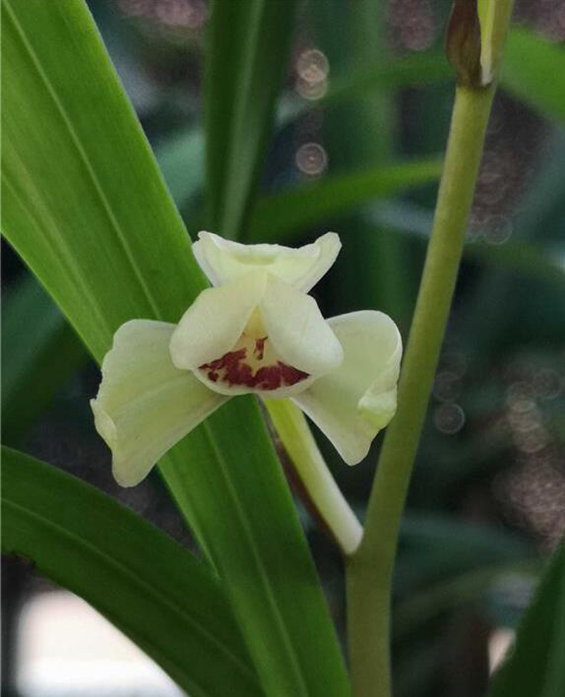 国魂兰花怎么辨别真假,宋梅兰花真假判断方法