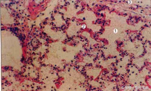 养牛跟我学第一篇第二章第二节