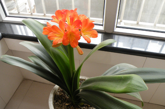 醋和小苏打浇花能杀虫吗,小苏打兑水喷花叶子有用吗