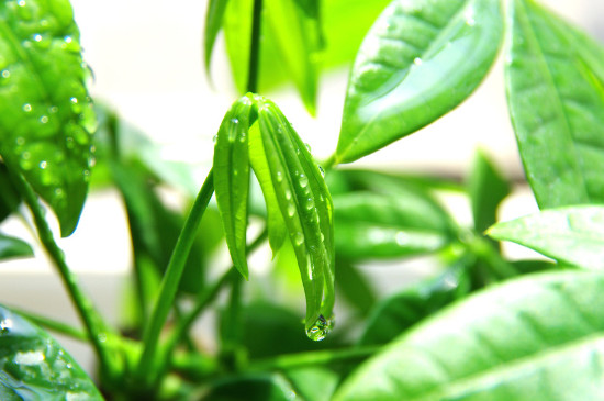 醋和小苏打浇花能杀虫吗,小苏打兑水喷花叶子有用吗