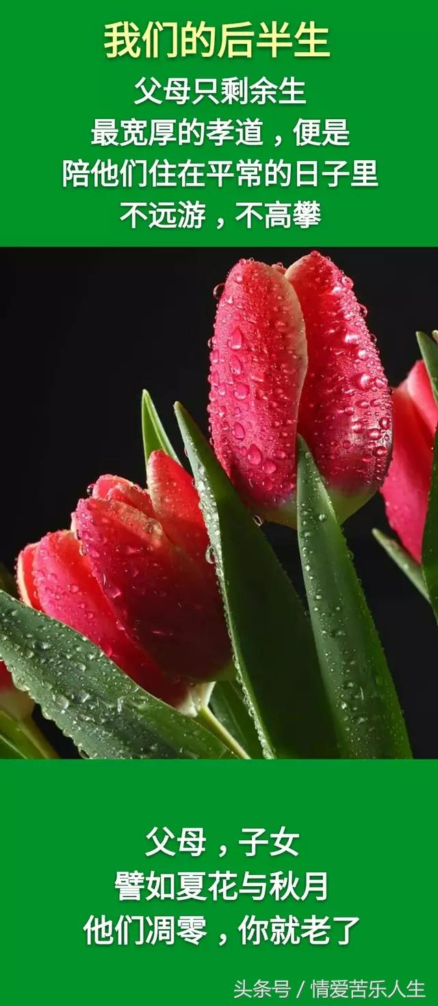 我们的后半生的美文,我们的后半生全集