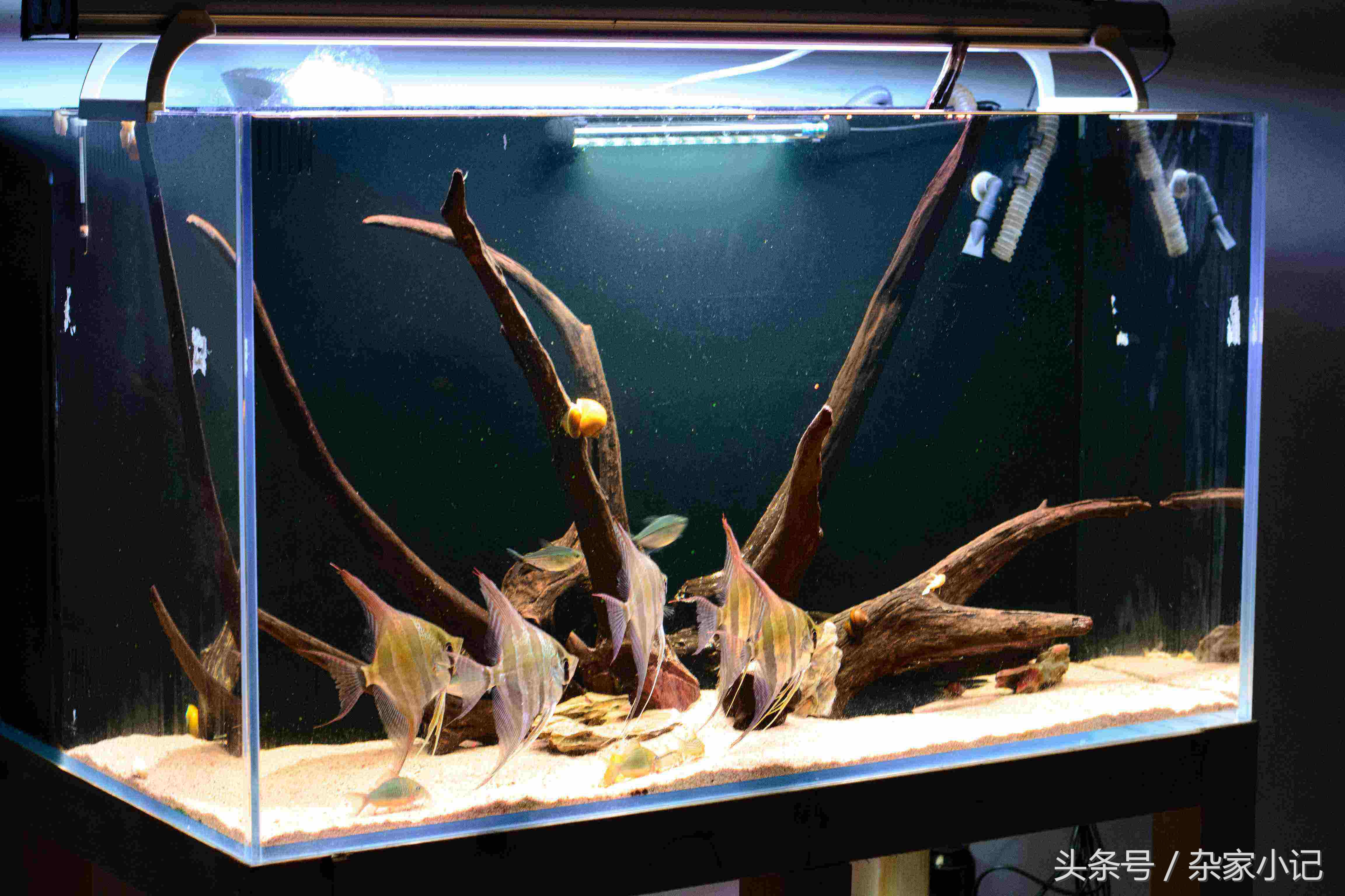 鱼缸造景分类及图解,鱼缸造景分哪些