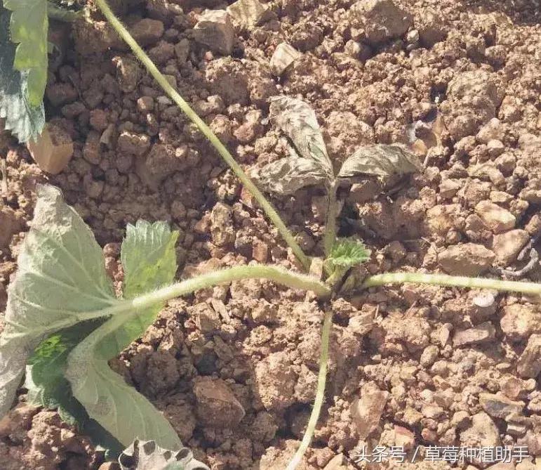 草莓苗种植的全程步骤详解,草莓苗种植方法谁都不知道