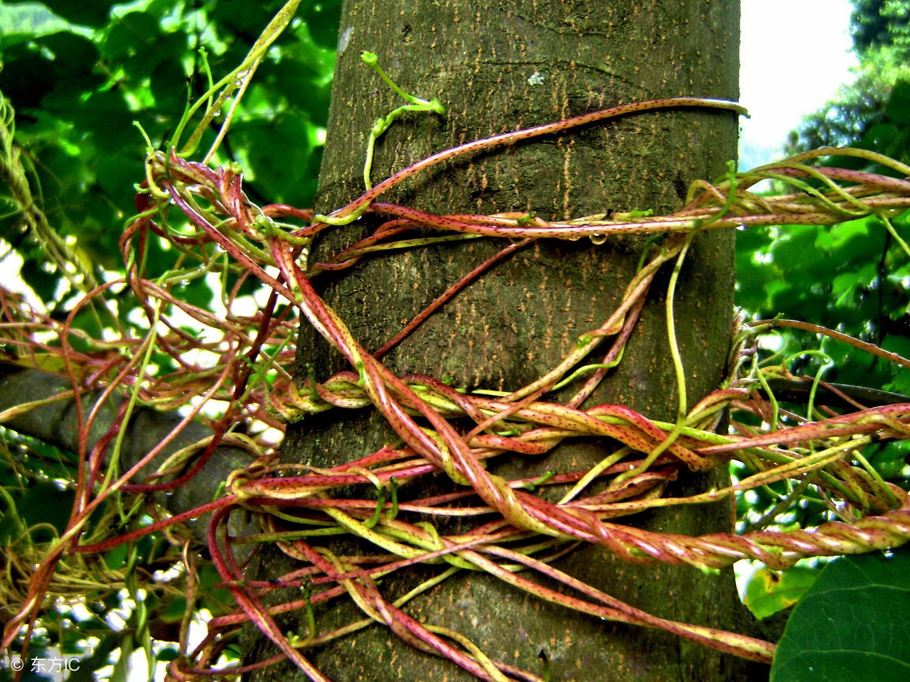 大豆现在有杂草用什么药好,种大豆的农民