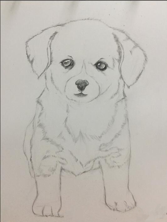 初学画简单小狗,画小狗儿童画涂色