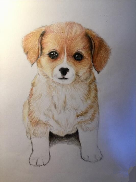 初学画简单小狗,画小狗儿童画涂色