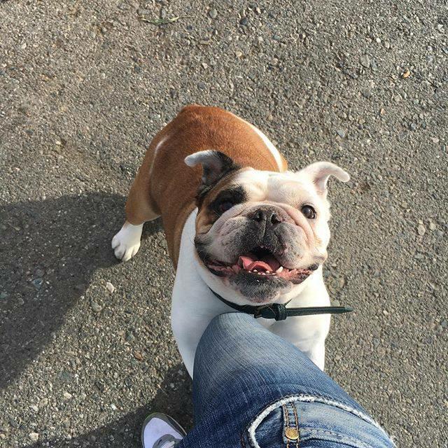 宠物绝育有科学依据吗,狗狗绝育好还是不绝育好呢