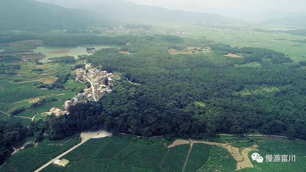 富川山清水秀,富川有树林的地方