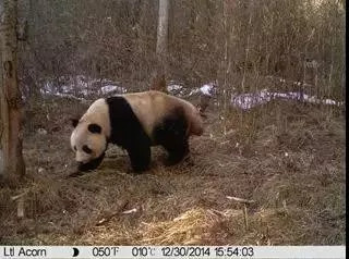 最新｜“鳌太穿越”全面禁止！