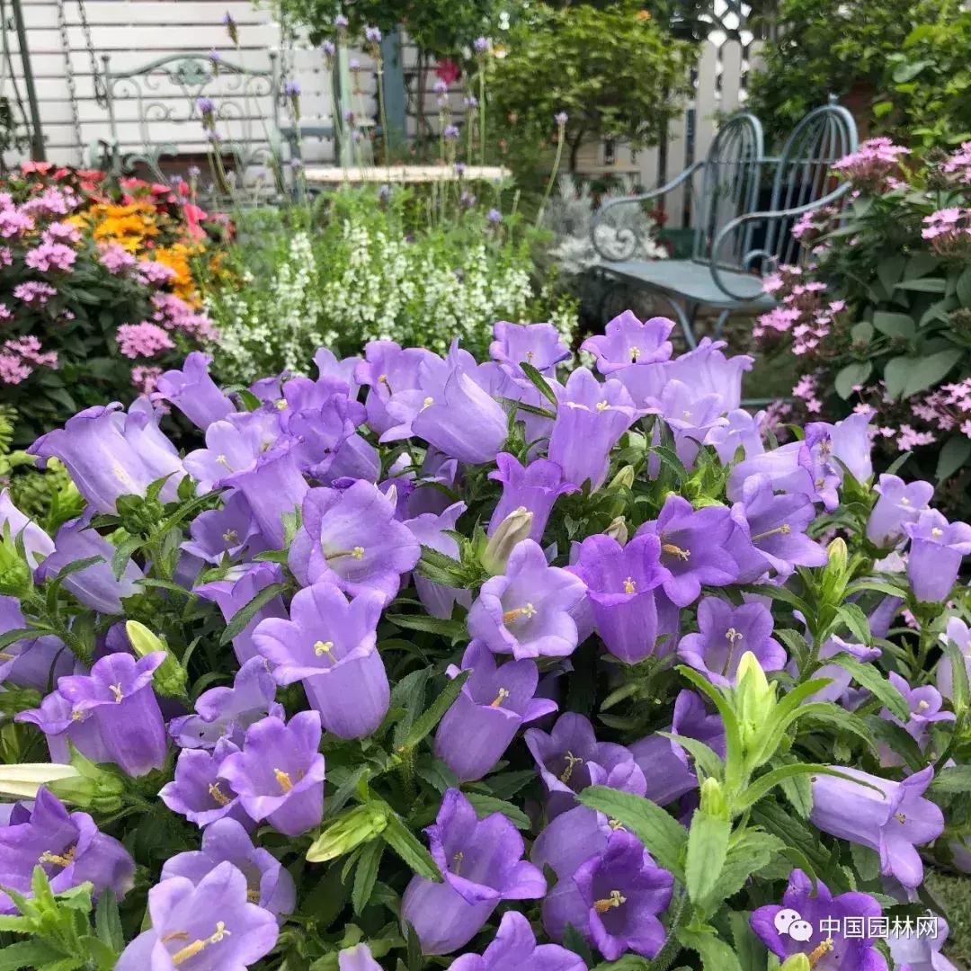 风铃草欣赏,风铃草的生长特点