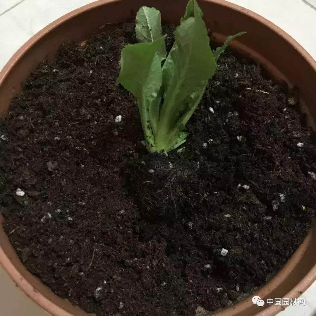 风铃草欣赏,风铃草的生长特点