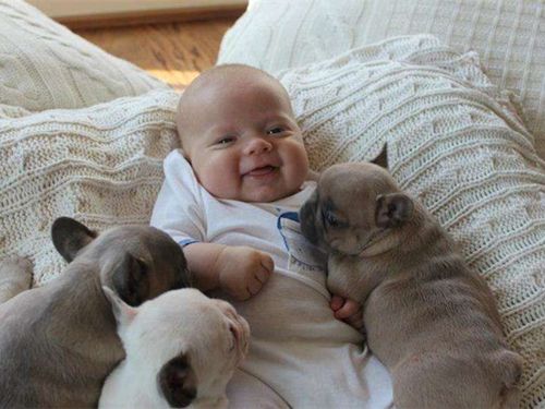 犬瘟中的狗狗如何护理,狗狗犬瘟怎么治最有效