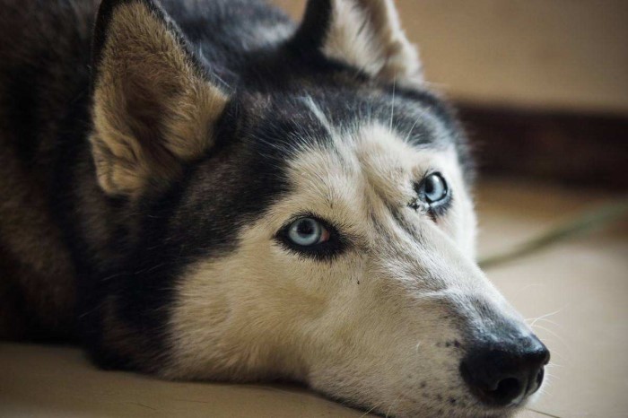 狗狗吃鸡蛋要怎么吃比较好,狗狗吃鸡蛋的讲究