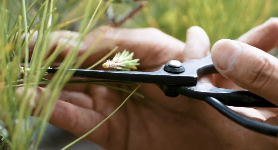 这家小店制作的剪刀22万元一把！你猜是用来干嘛的？