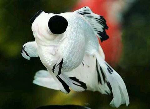 观赏鱼细菌性肠炎是什么,观赏鱼肠炎怎么判断治没治愈