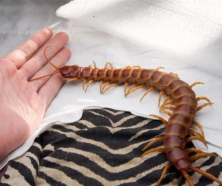 你还知道大自然中哪些动物或植物,自然界中那些可怕的动物